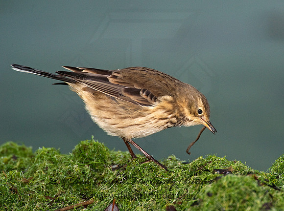 Anthus rubescens  AMERICAN PIPIT 8020939