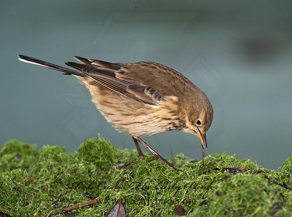 Anthus rubescens  AMERICAN PIPIT 8020940