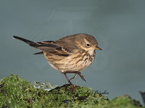Anthus rubescens  AMERICAN PIPIT 8020942