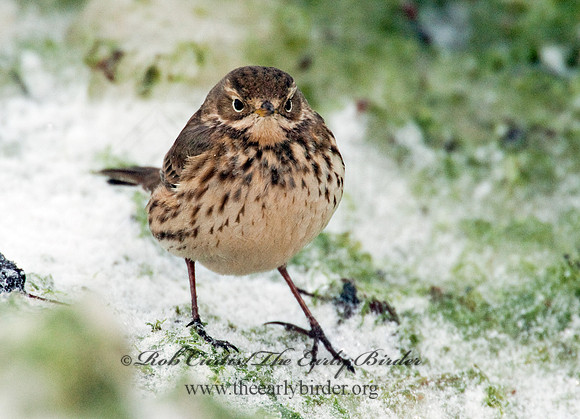 Anthus rubescens  AMERICAN PIPIT 8020952