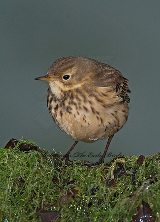 Anthus rubescens  AMERICAN PIPIT 8020948