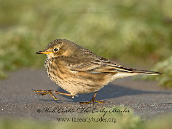 Anthus rubescens  AMERICAN PIPIT 9024821