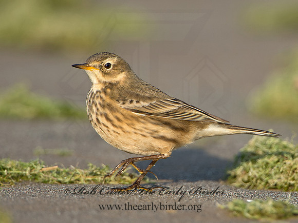 Anthus rubescens  AMERICAN PIPIT 9024824