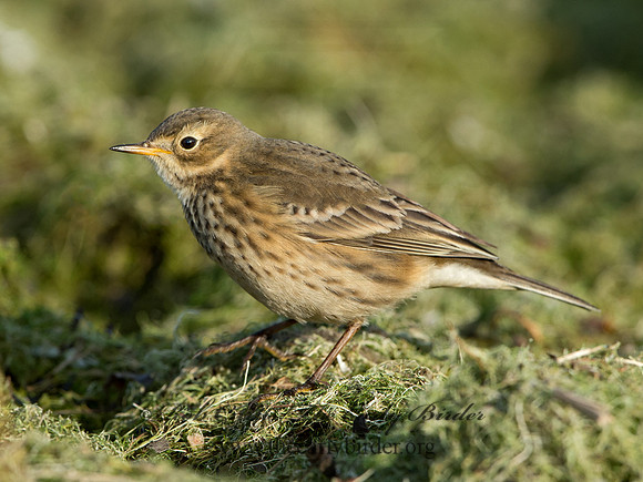 Anthus rubescens  AMERICAN PIPIT 9024851
