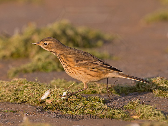 Anthus rubescens  AMERICAN PIPIT 9024858