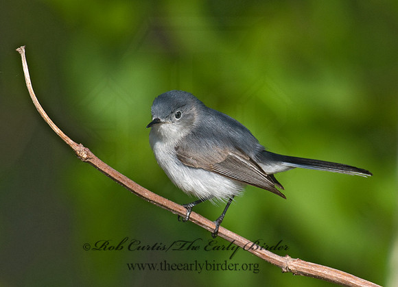 Polioptila caerulea  BLUE-GRAY GNATCATCHER 7014580