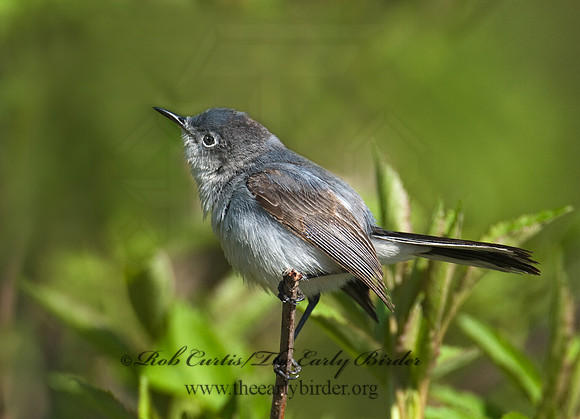 Polioptila caerulea  BLUE-GRAY GNATCATCHER 7014583