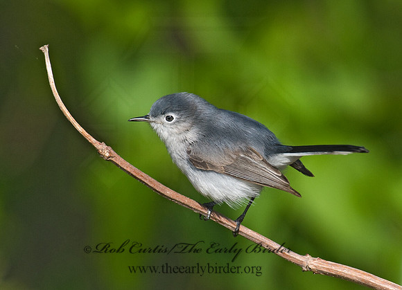 Polioptila caerulea  BLUE-GRAY GNATCATCHER 7014578