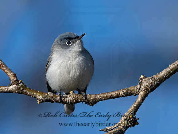 Polioptila caerulea  BLUE-GRAY GNATCATCHER 1301581