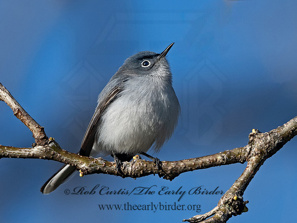 Polioptila caerulea  BLUE-GRAY GNATCATCHER 1301575
