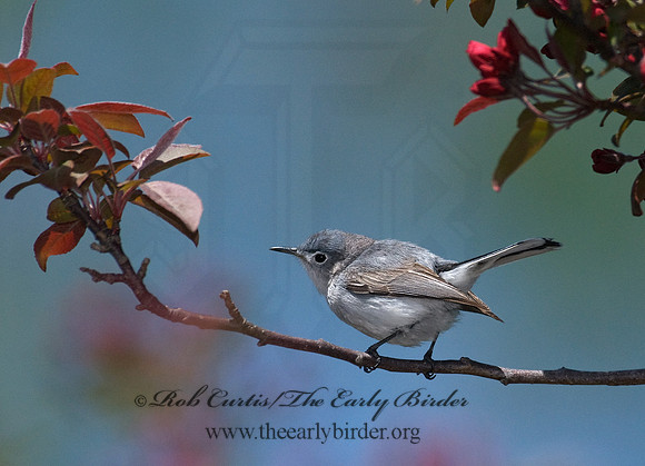 Polioptila caerulea  BLUE-GRAY GNATCATCHER 7014596