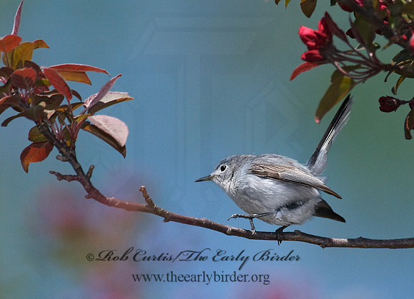 Polioptila caerulea  BLUE-GRAY GNATCATCHER 7014595