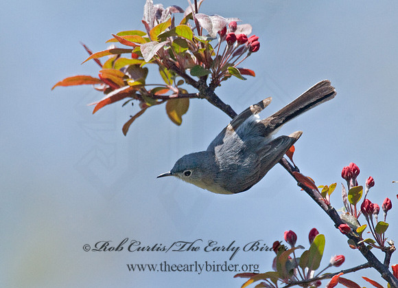 Polioptila caerulea  BLUE-GRAY GNATCATCHER 7014611