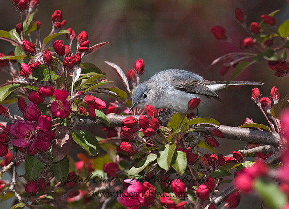 Polioptila caerulea  BLUE-GRAY GNATCATCHER 7014597