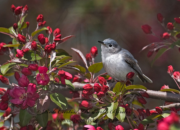 Polioptila caerulea  BLUE-GRAY GNATCATCHER 7014599