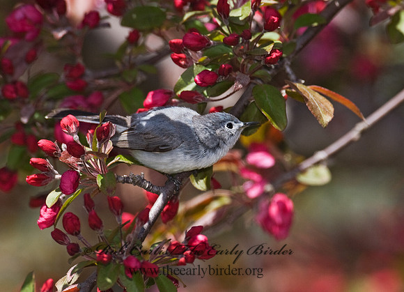 Polioptila caerulea  BLUE-GRAY GNATCATCHER 7014612