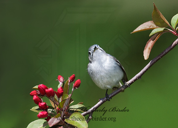 Polioptila caerulea  BLUE-GRAY GNATCATCHER 7014615