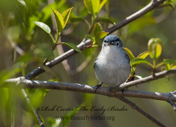 Polioptila caerulea  BLUE-GRAY GNATCATCHER 8002523