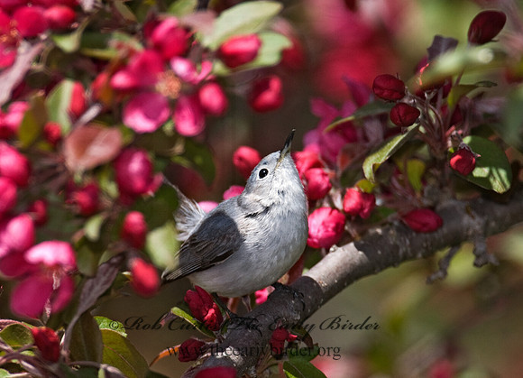 Polioptila caerulea  BLUE-GRAY GNATCATCHER 7014616