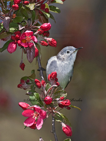 Polioptila caerulea  BLUE-GRAY GNATCATCHER 7014617