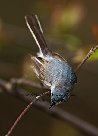 Polioptila caerulea  BLUE-GRAY GNATCATCHER 8002531