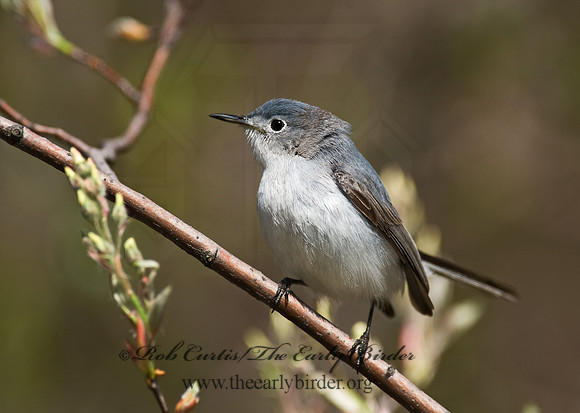 Polioptila caerulea  BLUE-GRAY GNATCATCHER 8002530