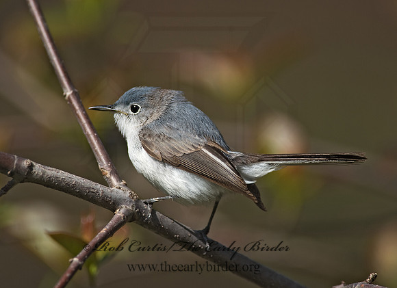 Polioptila caerulea  BLUE-GRAY GNATCATCHER 8002533