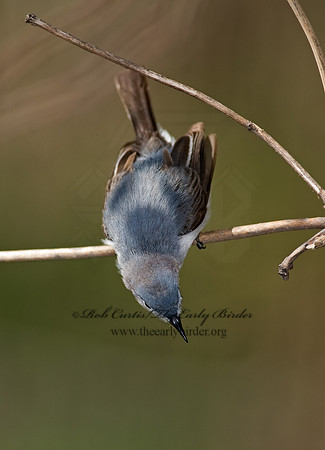 Polioptila caerulea  BLUE-GRAY GNATCATCHER 8002534