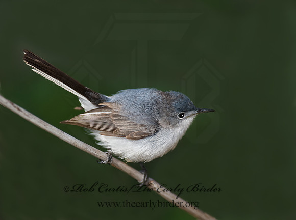 Polioptila caerulea  BLUE-GRAY GNATCATCHER 8002556
