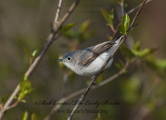 Polioptila caerulea  BLUE-GRAY GNATCATCHER 8002578