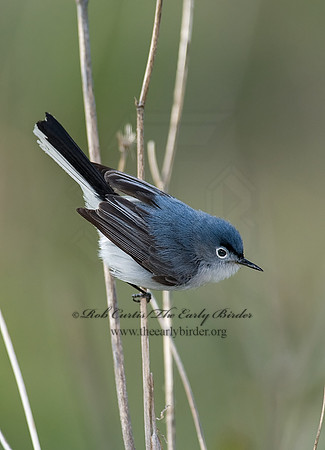 Polioptila caerulea  BLUE-GRAY GNATCATCHER 8002580