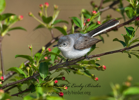 Polioptila caerulea  BLUE-GRAY GNATCATCHER 8002793