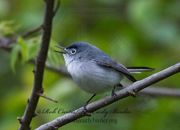 Polioptila caerulea  BLUE-GRAY GNATCATCHER 9000958