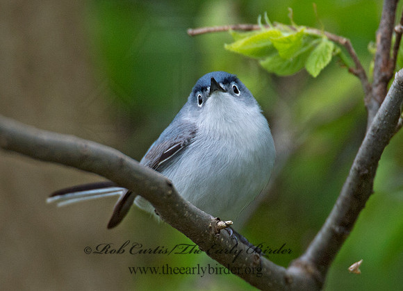 Polioptila caerulea  BLUE-GRAY GNATCATCHER 9000962