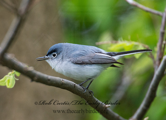 Polioptila caerulea  BLUE-GRAY GNATCATCHER 9000964