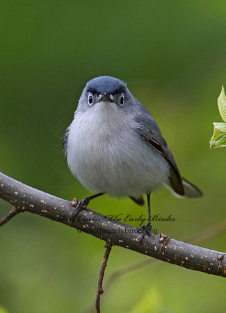 Polioptila caerulea  BLUE-GRAY GNATCATCHER 9000974