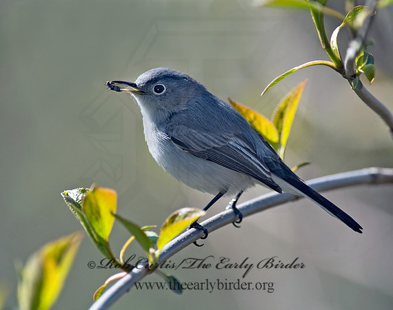 Polioptila caerulea  BLUE-GRAY GNATCATCHER 8002549