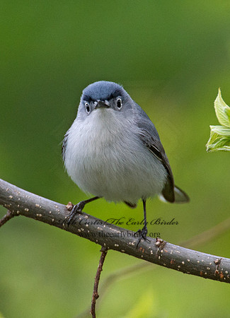 Polioptila caerulea  BLUE-GRAY GNATCATCHER 9000975