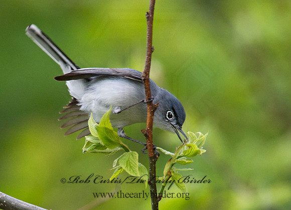 Polioptila caerulea  BLUE-GRAY GNATCATCHER 9000976