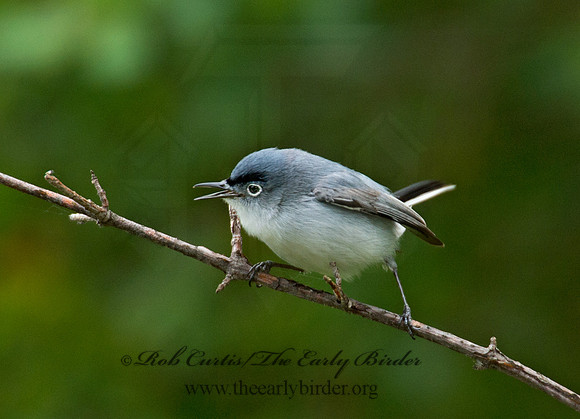Polioptila caerulea  BLUE-GRAY GNATCATCHER 9000991
