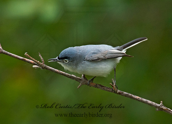 Polioptila caerulea  BLUE-GRAY GNATCATCHER 9000992
