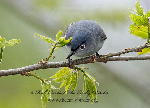 Polioptila caerulea  BLUE-GRAY GNATCATCHER 9001007