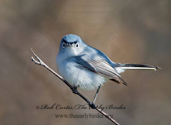 Polioptila caerulea  BLUE-GRAY GNATCATCHER 9028359