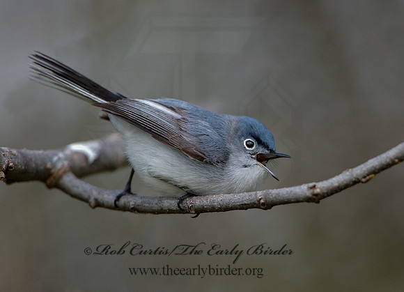 Polioptila caerulea  BLUE-GRAY GNATCATCHER 9037416