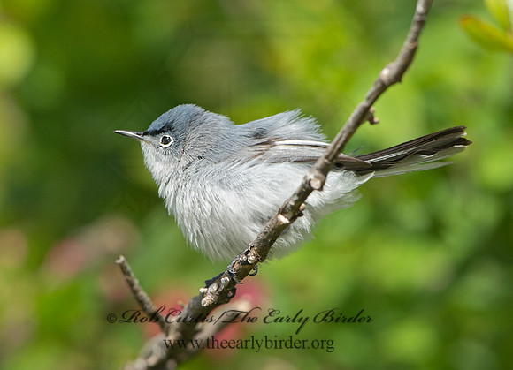 Polioptila caerulea  BLUE-GRAY GNATCATCHER 9037424