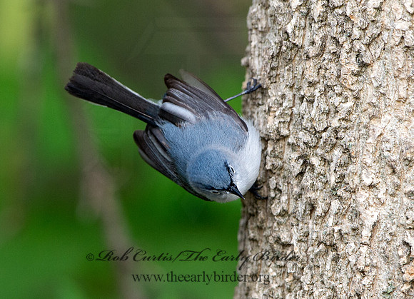 Polioptila caerulea  BLUE-GRAY GNATCATCHER 9037421