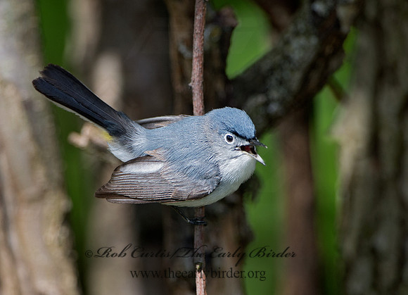 Polioptila caerulea  BLUE-GRAY GNATCATCHER 9037443