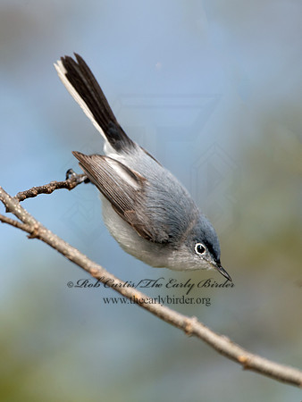Polioptila caerulea  BLUE-GRAY GNATCATCHER 9037425