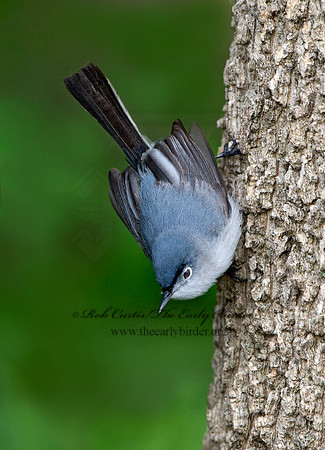 Polioptila caerulea  BLUE-GRAY GNATCATCHER 9037419
