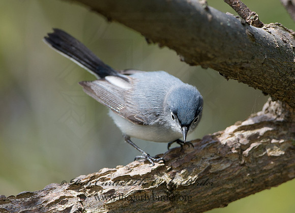 Polioptila caerulea  BLUE-GRAY GNATCATCHER 9037451